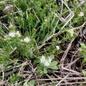 Asperula conferta at Bruce, ACT - 16 Sep 2021