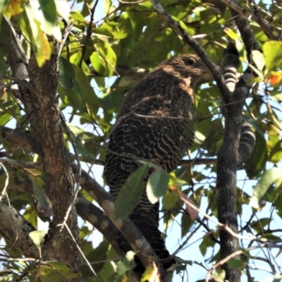 Centropus phasianinus (Pheasant Coucal) at Kelso, QLD - 18 Jul 2021 by TerryS