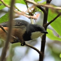 Pachycephala rufiventris (Rufous Whistler) at Kelso, QLD - 12 Jul 2020 by TerryS