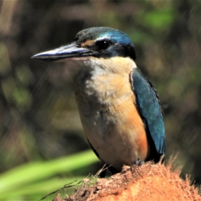 Todiramphus sanctus (Sacred Kingfisher) at Kelso, QLD - 24 Jul 2021 by TerryS