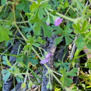 Geranium solanderi at Symonston, ACT - 22 Sep 2021