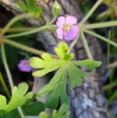 Geranium solanderi at Symonston, ACT - 22 Sep 2021