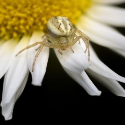 Lehtinelagia prasina (Leek-green flower spider) at Mount Majura - 21 Sep 2021 by trevsci