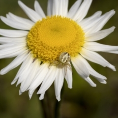 Lehtinelagia prasina at Majura, ACT - 21 Sep 2021