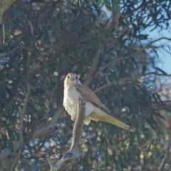 Falco cenchroides (Nankeen Kestrel) at Molonglo River Reserve - 22 Sep 2021 by wombey