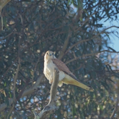 Falco cenchroides (Nankeen Kestrel) at Kama - 22 Sep 2021 by wombey