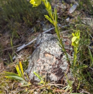 Pimelea linifolia at Majura, ACT - 22 Sep 2021 12:46 PM