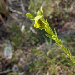 Pimelea linifolia at Majura, ACT - 22 Sep 2021 12:46 PM