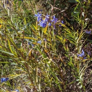 Stypandra glauca at Majura, ACT - 22 Sep 2021