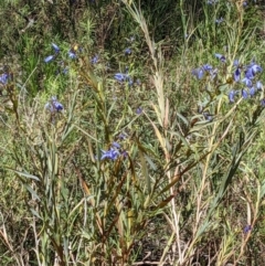 Stypandra glauca at Majura, ACT - 22 Sep 2021