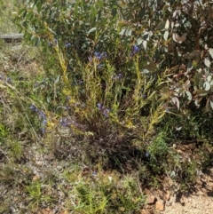 Stypandra glauca at Majura, ACT - 22 Sep 2021