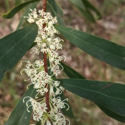 Hakea salicifolia (Willow-leaved Hakea) at Thurgoona, NSW - 22 Sep 2021 by Darcy