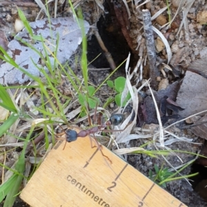 Myrmecia nigriceps at Kaleen, ACT - 22 Sep 2021