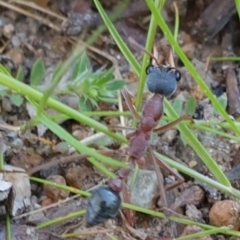 Myrmecia nigriceps at Kaleen, ACT - 22 Sep 2021