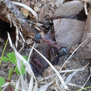 Myrmecia nigriceps at Kaleen, ACT - 22 Sep 2021