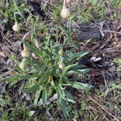 Podolepis jaceoides (Showy Copper-wire Daisy) at Denman Prospect, ACT - 20 Sep 2021 by mcosgrove