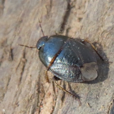 Adrisa sp. (genus) (Burrowing Bug) at Fraser, ACT - 22 Sep 2021 by Christine