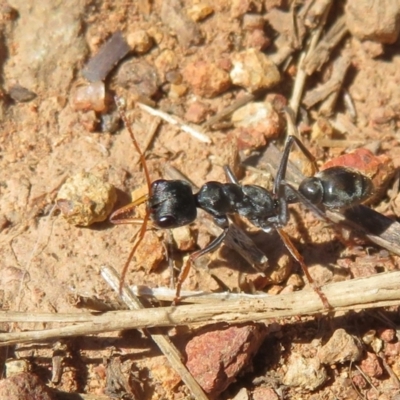 Myrmecia sp., pilosula-group (Jack jumper) at Fraser, ACT - 22 Sep 2021 by Christine