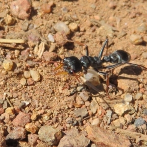 Myrmecia sp., pilosula-group at Fraser, ACT - 22 Sep 2021