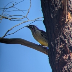 Anthochaera carunculata (Red Wattlebird) at Thurgoona, NSW - 22 Sep 2021 by Darcy