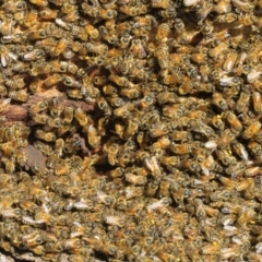 Apis mellifera (European honey bee) at Mount Rogers - 22 Sep 2021 by Christine
