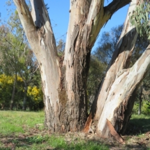 Apis mellifera at Fraser, ACT - 22 Sep 2021 03:35 PM