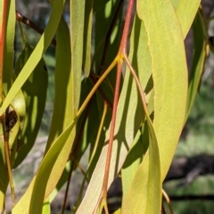 Amyema miquelii (Box Mistletoe) at Thurgoona, NSW - 22 Sep 2021 by Darcy