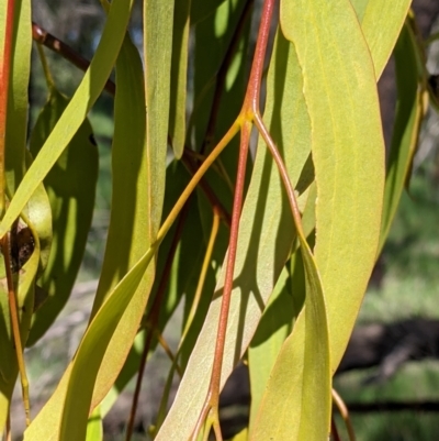 Amyema miquelii (Box Mistletoe) at Thurgoona, NSW - 22 Sep 2021 by Darcy