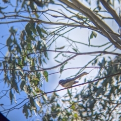 Rhipidura albiscapa (Grey Fantail) at Thurgoona, NSW - 22 Sep 2021 by Darcy