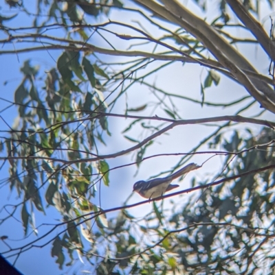 Rhipidura albiscapa (Grey Fantail) at Thurgoona, NSW - 22 Sep 2021 by Darcy