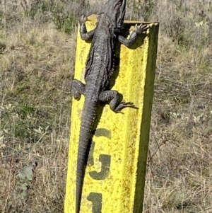 Pogona barbata at Fadden, ACT - suppressed