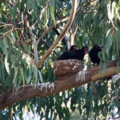 Corcorax melanorhamphos (White-winged Chough) at Red Hill, ACT - 22 Sep 2021 by ebristow