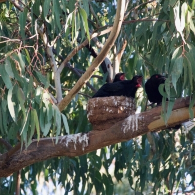 Corcorax melanorhamphos (White-winged Chough) at Red Hill, ACT - 22 Sep 2021 by ebristow