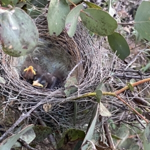 Manorina melanocephala at Macarthur, ACT - 9 Sep 2021