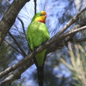 Polytelis swainsonii at Hawker, ACT - 22 Sep 2021