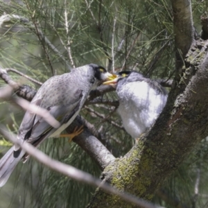 Manorina melanocephala at Hawker, ACT - 22 Sep 2021