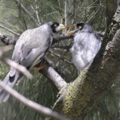 Manorina melanocephala at Hawker, ACT - 22 Sep 2021