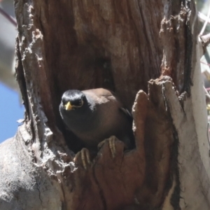 Acridotheres tristis at Hawker, ACT - 22 Sep 2021