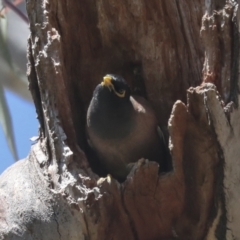 Acridotheres tristis at Hawker, ACT - 22 Sep 2021