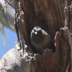 Acridotheres tristis at Hawker, ACT - 22 Sep 2021