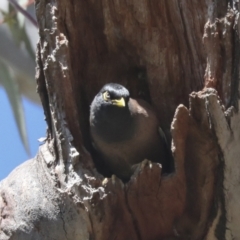 Acridotheres tristis at Hawker, ACT - 22 Sep 2021