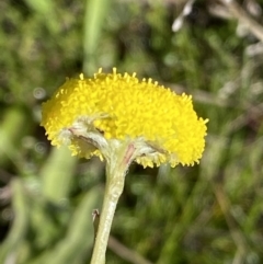 Craspedia variabilis (Common Billy Buttons) at Tuggeranong Hill - 17 Sep 2021 by RAllen