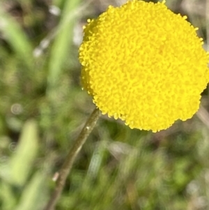 Craspedia variabilis at Theodore, ACT - suppressed