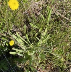 Craspedia variabilis at Theodore, ACT - suppressed