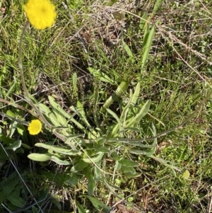 Craspedia variabilis at Theodore, ACT - suppressed