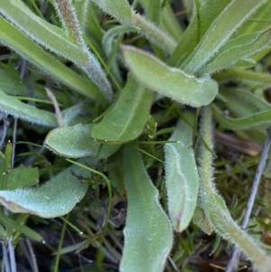 Craspedia variabilis at Theodore, ACT - suppressed