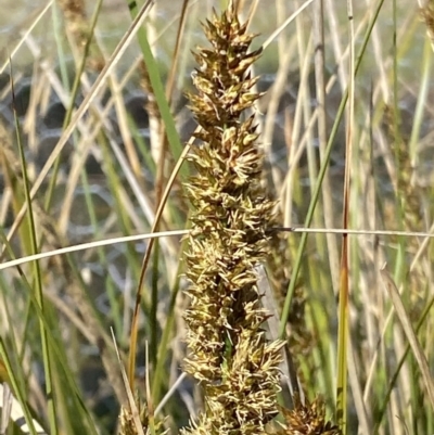 Carex appressa (Tall Sedge) at Tuggeranong Hill - 17 Sep 2021 by RAllen