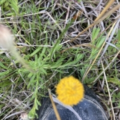 Leptorhynchos squamatus subsp. squamatus (Scaly Buttons) at Gungaderra Grasslands - 22 Sep 2021 by Jenny54