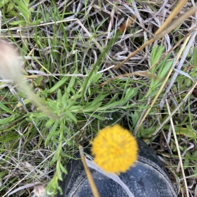 Leptorhynchos squamatus subsp. squamatus (Scaly Buttons) at Gungaderra Grasslands - 22 Sep 2021 by Jenny54