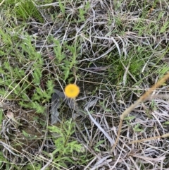 Leptorhynchos squamatus subsp. squamatus at Crace, ACT - 22 Sep 2021